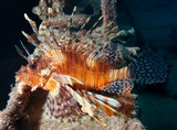 Pterois volitans poisson-lion rascasse-poule Nouvelle-Calédonie aquarium zone récifale
