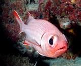 Myripristis botche Finspot soldierfish New Caledonia fish red big eyes