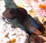 Cirripectes castaneus Blennie châtaigne Nouvelle-Calédonie  lignes orangées obliques sur la tête