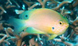 Pomacentrus amboinensis 安汶雀鯛 安邦雀鲷 coral reef fish New Caledonia