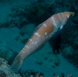 Coris batuensis Girelle pommelée poisson du lagon de Nouvelle-Calédonie