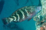 Scarus schlegeli Yellowband parrotfish New Caledonia Males exhibit territorial tendencies