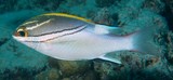 Scolopsis bilineata brème à œil rayé Poisson identification poisson du lagon Calédonien