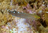 Koumansetta rainfordi Gobie de Rainford poisson Nouvelle-Calédonie image sous-marine lagon