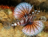 Dendrochirus zebra Butterfly scorpionfish Pteroinae Scorpaenidae New Caledonia coral sea aquarium fish