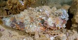 Synanceia verrucosa Reef stonefish New Caledonia dangerous fish venom