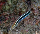 Plagiotremus rhinorhynchos Bluestriped blenny New Caledonia fish lagoon reef