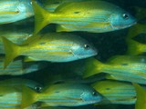 Lutjanus fulviflamma Dorade à tache noire Nouvelle-Calédonie poisson du lagon