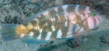 Choerodon graphicus Labre barbouillé de noir Nouvelle-Calédonie poisson du lagon
