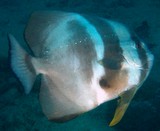 Platax teira Longfin batfish New Caledonia Ocular band of adult specimens uniformly dark