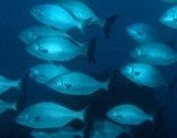 Kyphosus bigibbus Minami-isuzumi Noto-isuzumi ノトイスズミ ニューカレドニア