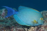 Acanthurus xanthopterus Yellow-mask surgeon New Caledonia fish picture lagoon