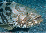 Epinephelus coioides Orange-spotted grouper New Caledonia underwater picture fish