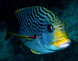 Faune sous-marine Nouvelle-Calédonie Actinopterigien poisson nageoire rayonnée vertébré