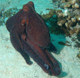 Octopus cyanea Polpo indopacifico Pulpo azulón Nouvelle-Calédonie