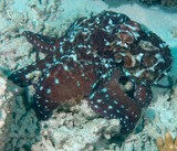 Octopus cyanea Cyane's octopus New Caledonia