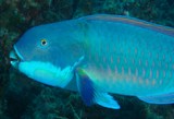 Chlorurus microrhinos poisson bec perroquet Nouvelle-Calédonie chair bonne qualité