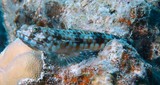 Synodus binotatus Kolneus-akkedisvis Toplettet øglefisk 吻斑狗母魚 New Caledonia