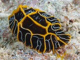 reticulidia halgerda nudibranch New Caledonia island orange stripes black mantle