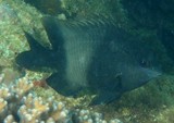 Stegastes nigricans Dusky farmerfish New Caledonia fish black