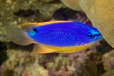 Chrysiptera taupou Fiji damsel New Caledonia fish lagoon reef aquarium