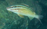 Parupeneus ciliatus Capucin à lignes blanches poisson Nouvelle-Calédonie