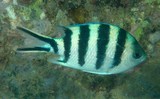 Abudefduf sexfasciatus Scissortail sergeant stripetail damselfish six-barred sergeant fish New Caledonia
