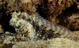 Salarias fasciatus Banded jewelled-blenny New Caledonia fish lagoon