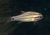 Ostorhinchus doederleini 大目侧仔  斗氏天竺鯛 Doederlein's cardinalfish Fourline New Caledonia Nouvelle-Calédonie Apogonidae