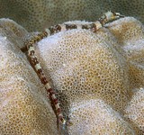 Corythoichthys amplexus Brown-banded darkbarred fijian banded pipefish New Caledonia