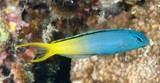 Meiacanthus atrodorsalis Eye-lash harptail-blenny fish New Caledonia blenniinae