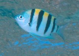 Abudefduf vaigiensis five-banded sergeant-major fish New Caledonia fish lagoon reef