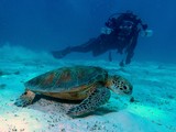 Tortue verte photographie sous-marine lagon Nouvelle-Calédonie caisson étanche pour appreil photo numérique