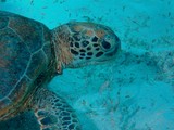 Chelonia mydas tortue franche Nouvelle-Calédonie lagon récif