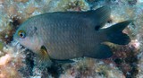 Stegastes nigricans dusky farmerfish New Caledonia reef lagoon biology marine fauna underwater