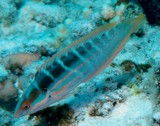 Coris dorsomacula Pinklined wrasse Nouvelle-Calédonie poisson du lagon fiche identification Labridae