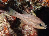 Pristiapogon kallopterus Iridescent cardinalfish New Caledonia black spot at base of caudal fin