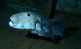 Arothron stellatus Giant pufferfish New Caledonia Jaw black and white fish wreck big mouth theef