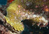 Antennarius commerson nagoire photo sous-marine Nouvelle-Calédonie