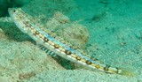 Synodus dermatogenys Poisson-lézard à ligne bleue Nouvelle-Calédonie corps cylindrique poisson fond de sable lagon