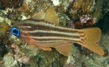 Ostorhinchus compressus Ochre-striped cardinalfish Apogon New Caledonia diving fihsing