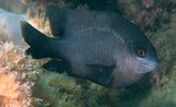 Stegastes nigricans Grégoire noir poisson-cafre Nouvelle-Calédonie lagoon récif aquarium commerce