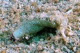 Plakobranchus ocellatus Opisthobranch sea slug sacoglossan marine opisthobranch gastropod mollusk family Plakobranchidae New Caledonia