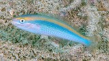 Stethojulis notialis Southern wrasse New Caledonia broad yellow stripe from upper head to upper tail base