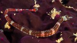 Corythoichthys amplexus Syngnathe à bandes marron Nouvelle-Calédonie hyppocampe poisson-pipe lagon Calédonien