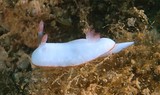 Noumea simplex 簡單多彩海蛞蝓 Sea Slug Forum nudipixel Nudibranche Nouvelle-Calédonie