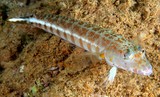 Parapercis xanthozona Peppered grubfish New Caledonia orange-yellow bar at base of pectoral fins