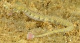 Corythoichthys conspicillatus Reticulate Pipefish New Caledonia Syngnathidae family