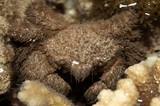 Pilumnus vespertilio crabe poilu けぶかがに hairy crab New Caledonia Nouvelle-Calédonie 