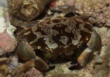 Atergatis floridus crabe toxique mortel danger Nouvelle-Calédonie